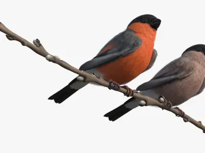  Male and Female Bullfinch Birds on Branch 