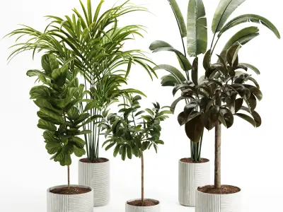 Indoor Plant – Set003