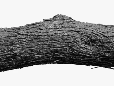 Tree Trunk 9 3D scan 3x16k - 2x8k Textures Blender Maya 3Ds-Max Low-poly 3D model