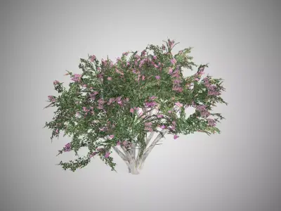Crape Myrtle Tree Low-poly 3D model