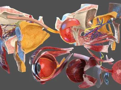  Eye Anatomy Cross-Section 