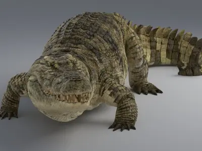  Crocodile Rigged 