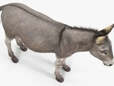  Domestic Donkey with Livestock Care Equipment Collection 