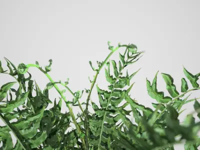 Western Sword Fern bush Low-poly 3D model