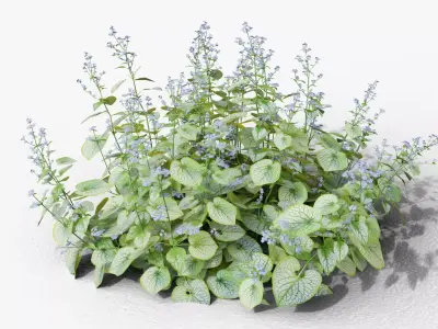 Brunnera macrophylla Jack Frost 3D model