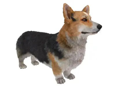 Tricolor Welsh Corgi Pembroke Fur for Cinema 4D 