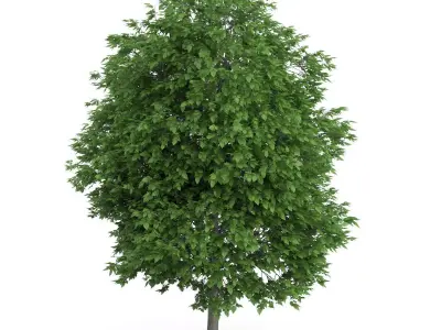 Cigar Tree Catalpa bignonioides 3D model