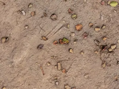 Dry Leafy Dirt Ground PBR Texture