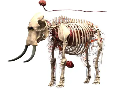  africaElephantAnatomy 3D 