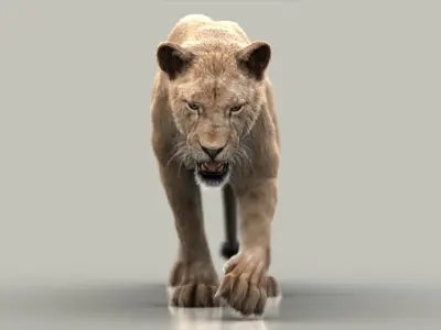  Lioness (3) (FUR) (ANIMATED) 