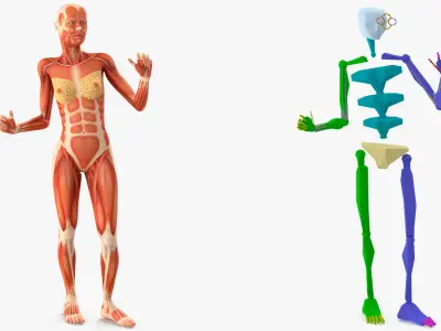  Female Full Body Anatomy Muscles Rigged 