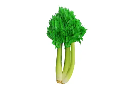 Celery Low-poly 3D model