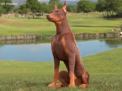  Doberman Dog Brown Sits Fur for Maya 