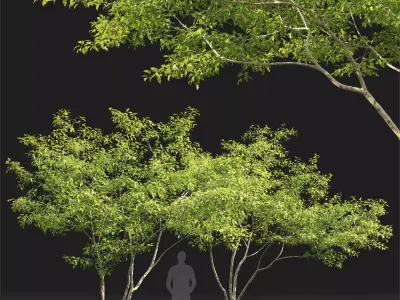 Acer Ginnala 7 3D model