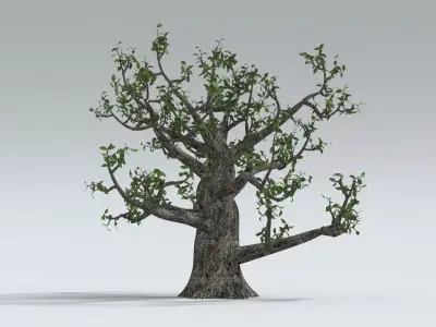 laos Old Oak 3D model