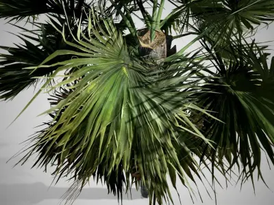 Palmetto Tree Low-poly 3D model