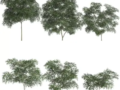 6 Olive Trees 3D model