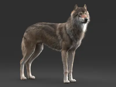  Wolf Rigged 