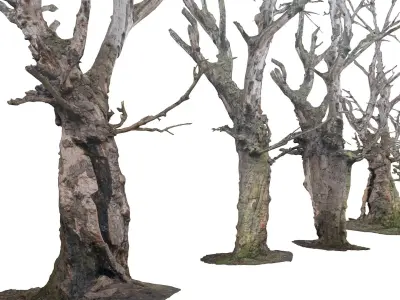  Spooky Forest Pack 30 