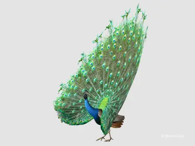  Peacock 