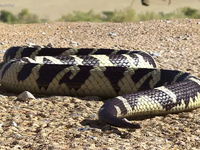  Snakes Big Rigged Collection for Maya 