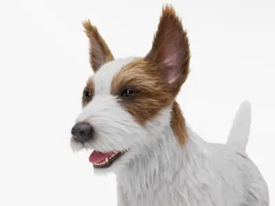  Jack Russell Terrier 