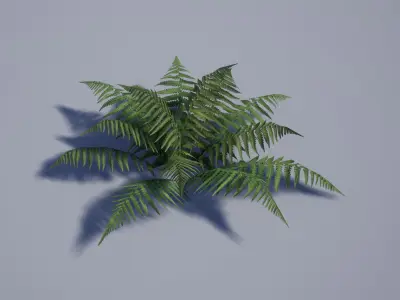 Realistic Tropical Fern Low-poly 3D model