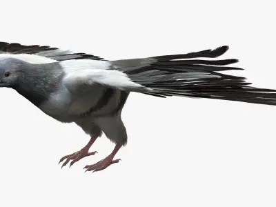  Gray Dove Fur Animated Rigged 