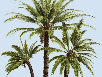 Date palm 3D model