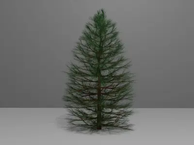 Pine Tree 1 3D model