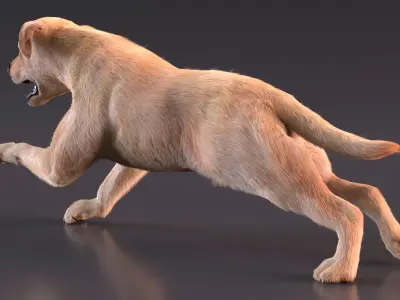 Running White Retriever Dog Fur Animated Rigged for Maya 