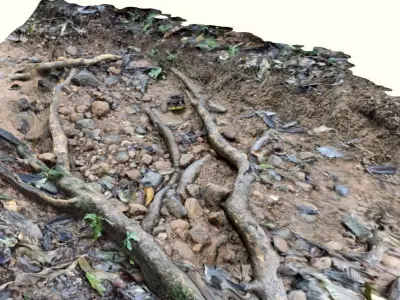Tree roots in forest scanned 3D model