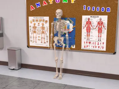  Human Male Skeleton Anatomy Rigged 