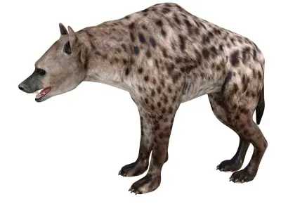  HYENA 