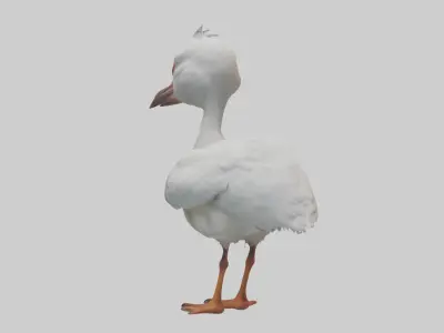 Babyibis Model 1 Low-poly 3D model