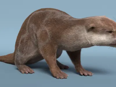  Aquatic Otter Cleans Face Fur Animated Rigged 