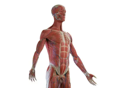  Complete Human Male Anatomy 01 