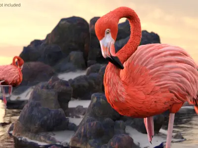  Pink Flamingo Bird in One Leg Pose 