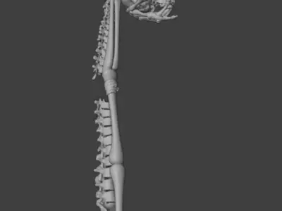 Skull Staff Low-poly 3D model