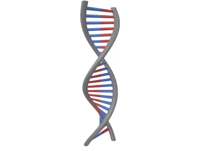 DNA Molecule v1 004 Low-poly 3D model