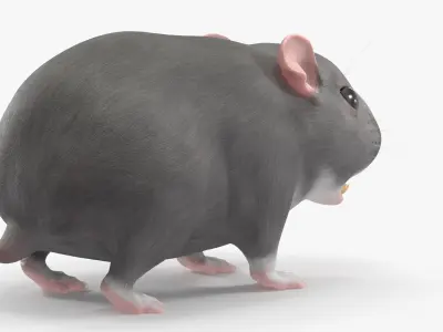  Dwarf Hamster Gray Rigged for Maya 