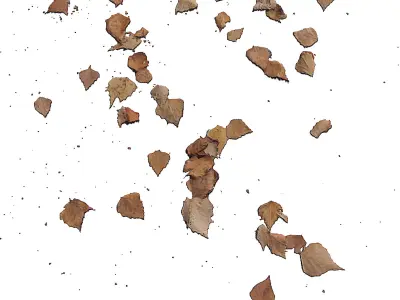 Autumn leaves Decal scan 3D model