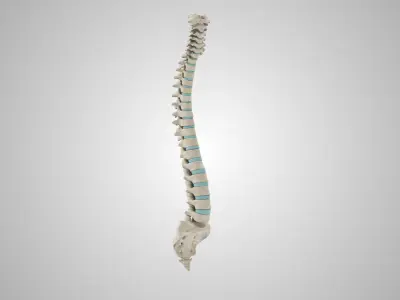 Spine with Ligaments Low-poly 3D model