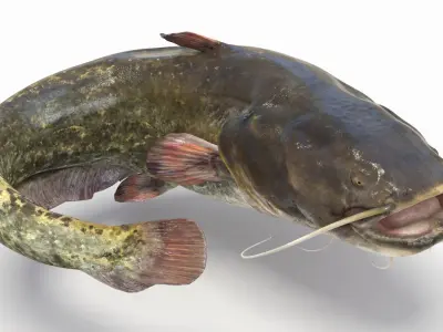  Catfish animated 