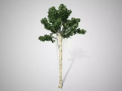 Agarwood Tree Low-poly 3D model