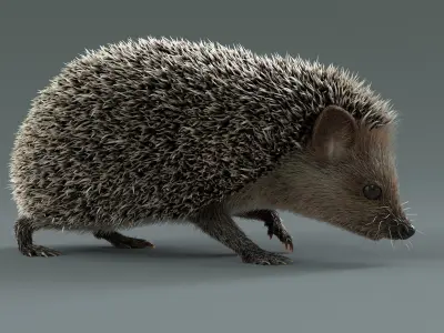  Hedgehog Rigged Xgen 