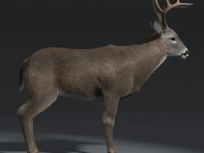  White Tailed Deer(FUR)(ANIMATED) 