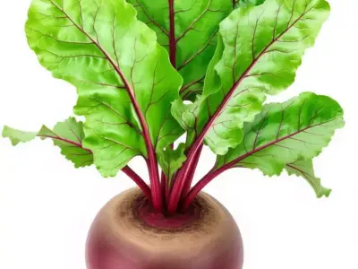 Ultra-Realistic Beetroot 3D Model Red Root with Green Leaves Low-poly 3D model