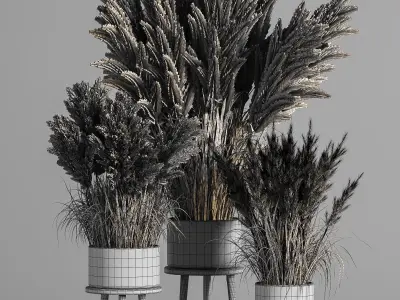 Indoor Plant Set 49  pampas 3D model