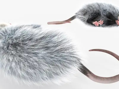  Opossum Dead Pose Fur for Cinema 4D 